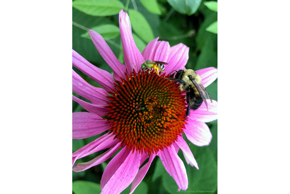 2 Bees on Flower